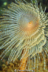 Sabella spallanzanii, a pest in nz waters by Daniel Poloha 